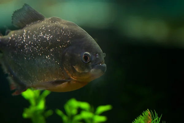 stock image Big grey aquarium piranha