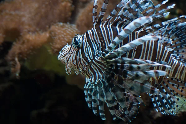 stock image Rare exotic big aquarium fish underwater