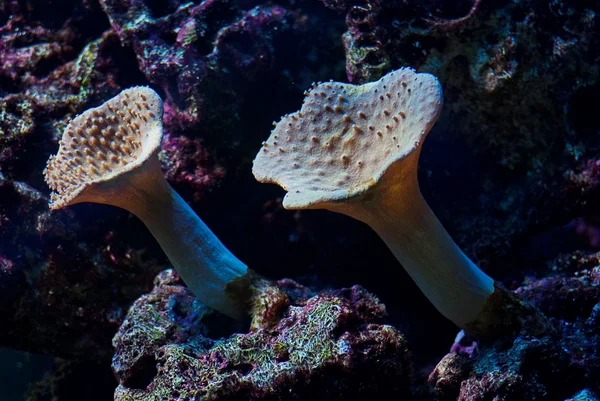 Aquarium corals underwater — Stock Photo, Image