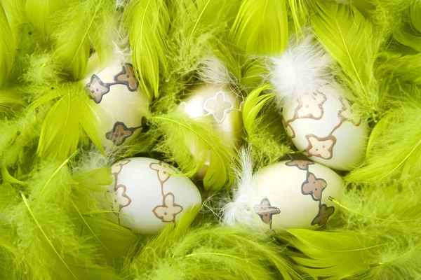 Easter eggs in green feathers — Stock Photo, Image