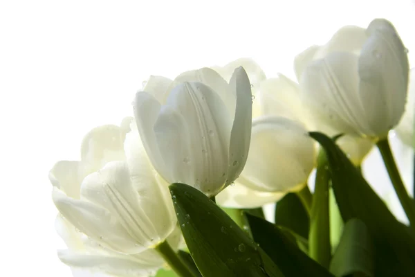 Ramo de tulipanes blancos sobre el blanco — Foto de Stock