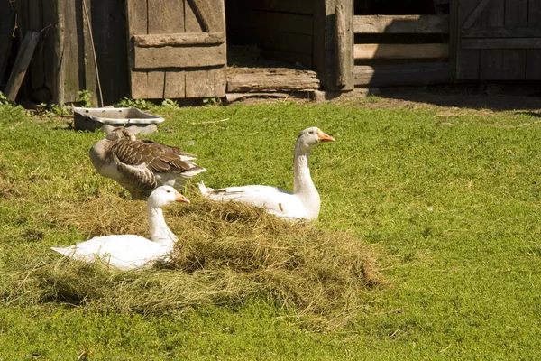 Geese on a grass — Stock Photo, Image