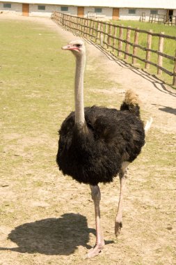 Ostrich on a farm clipart