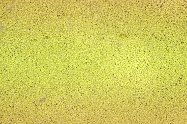 çiçek açması gölet