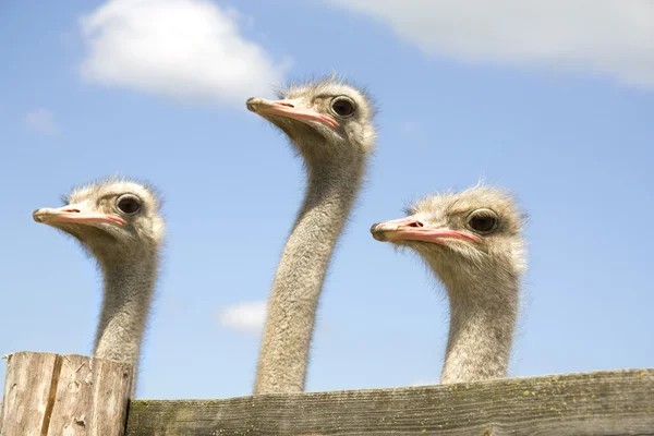Três avestruzes — Fotografia de Stock