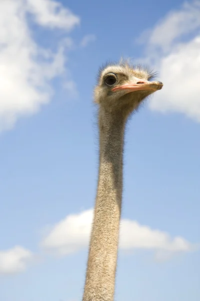 Голова страуса — стокове фото