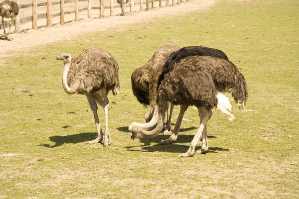 Обед страуса — стоковое фото