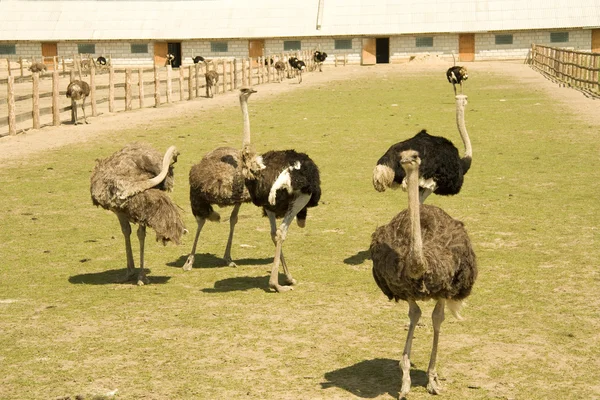 До страусиної ферми — стокове фото