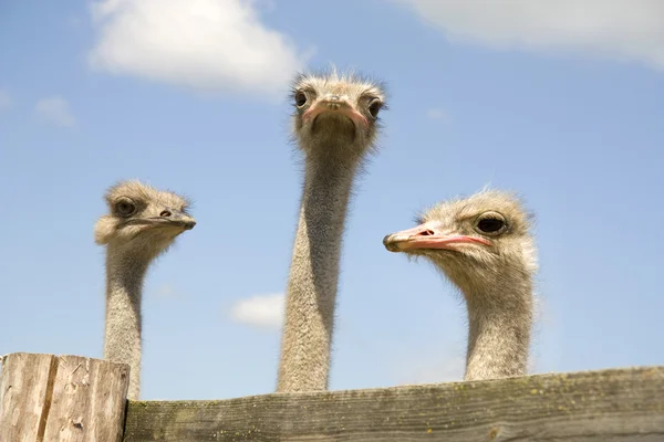 Três avestruzes — Fotografia de Stock