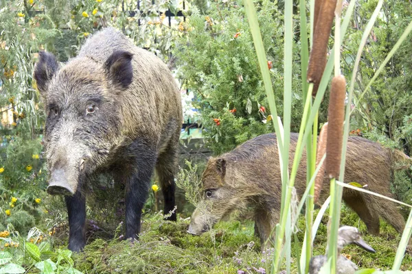 stock image Wild boars