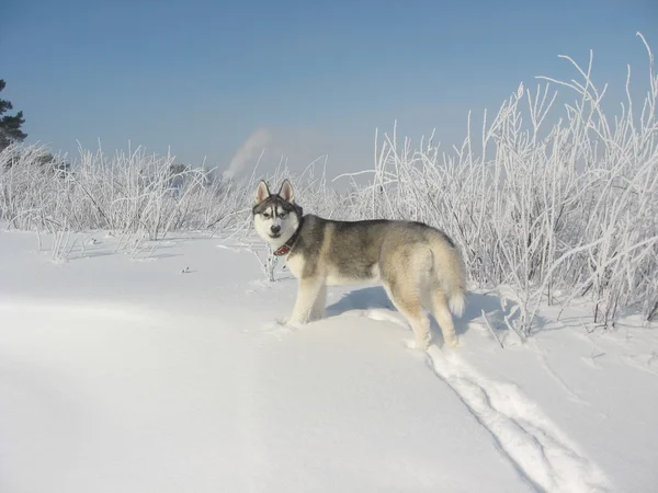 Русский волк — стоковое фото