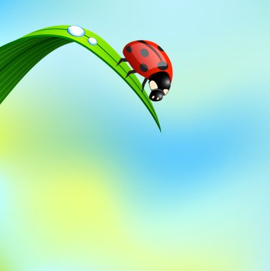 Ladybird on grass. clipart