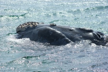 Southern right whale clipart