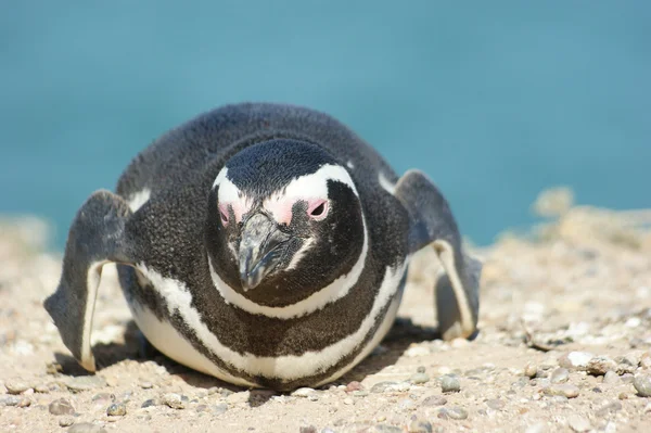 Magellanic penguin — Stock Photo, Image