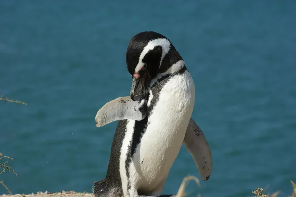 Magellanic penguin — Stock Photo, Image