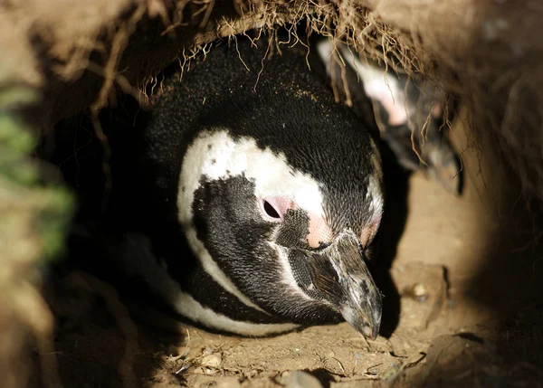 Магелланові пінгвін — стокове фото