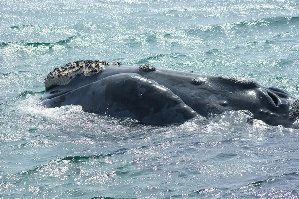 Південний правих китів Ліцензійні Стокові Зображення