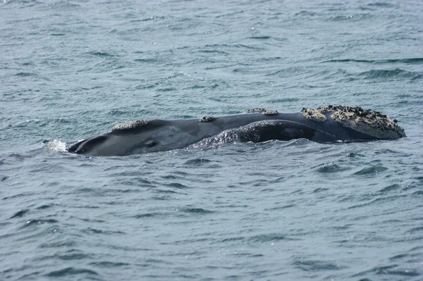 Zuidelijke rechtse walvis Rechtenvrije Stockafbeeldingen