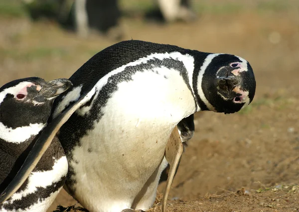 Pinguino magellano Immagini Stock Royalty Free