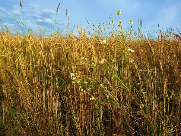 stock image Cornfield