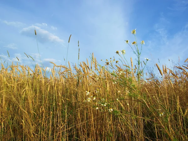 stock image Cornfield