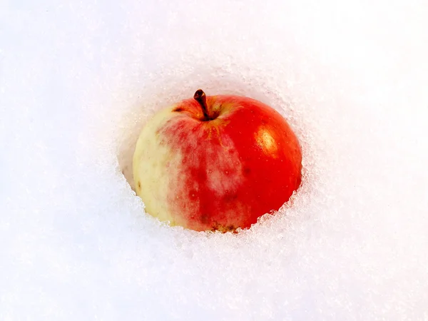 Apple в снегу — стоковое фото