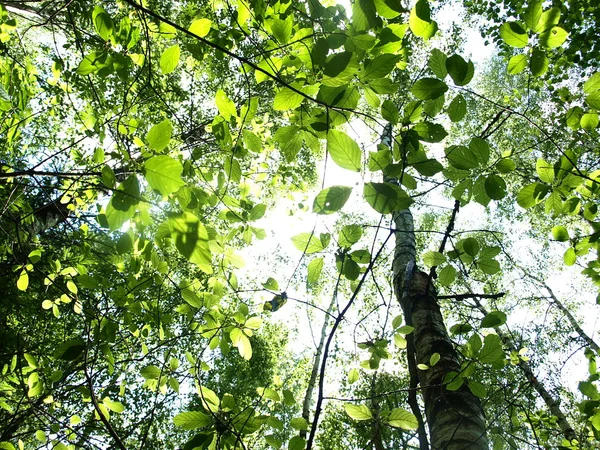 stock image Spring forest