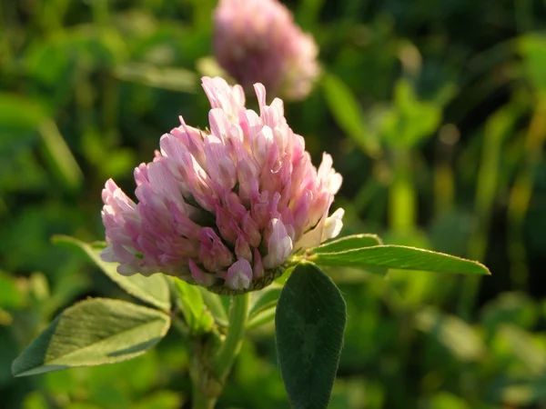 stock image Flower