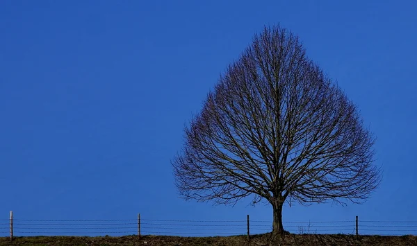 stock image Baum