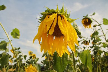 Traurige Sonnenblume