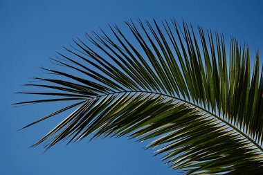 Palmwedel