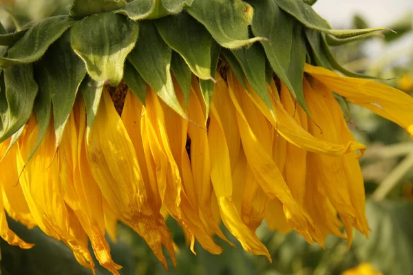 stock image Sonnenblume