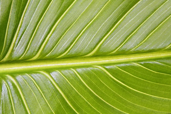 stock image Leaf