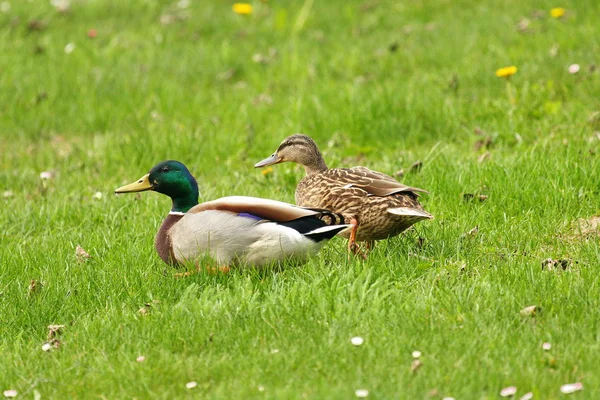 stock image Ducks