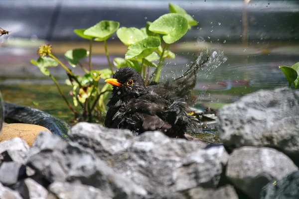 stock image Blackbird