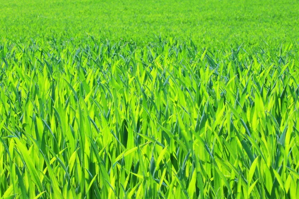 Gräs — Stockfoto