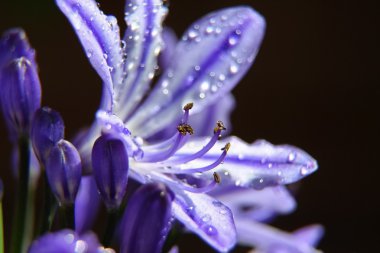 Agapanthus afriicanus