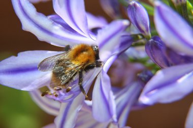 Agapanthus afriicanus