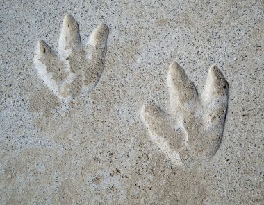 Dinosaur Footprints clipart