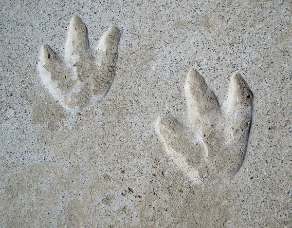 stock image Dinosaur Footprints