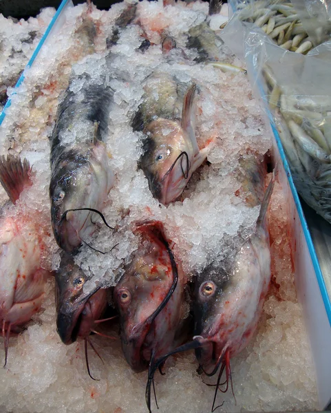 Nahaufnahme gefrorener Katzenfische — Stockfoto