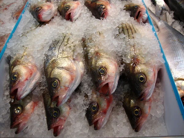 Zblízka zmrazených ryb — Stock fotografie