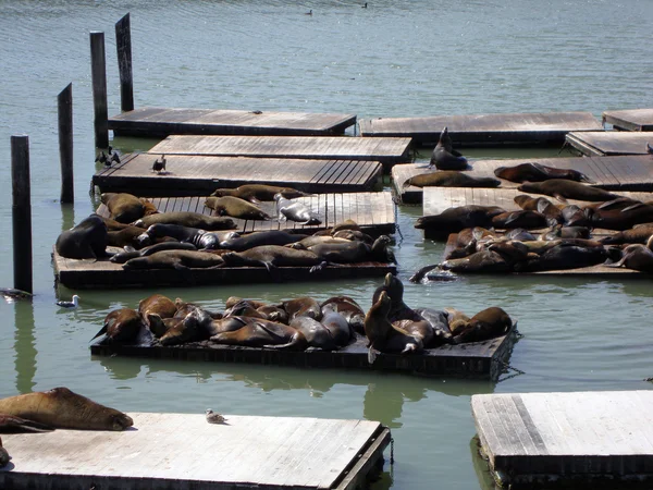Seals Hangout At Pier 39 — Stock Photo, Image