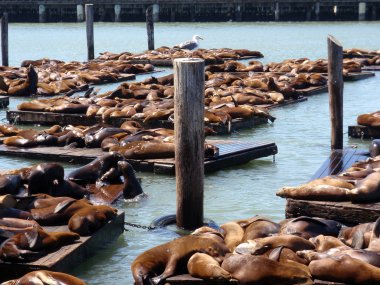 mühürler, pier 39 üzerinde kuş izliyor