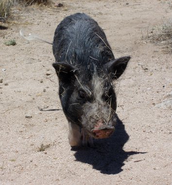 Pig in the desert wags his tail all covered in sticks clipart