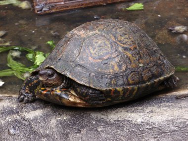 yarısı kabuğunda gizli turtle