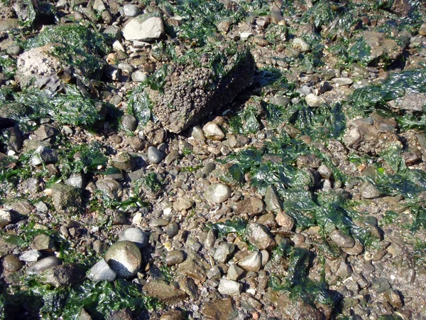 Algas marinhas verdes em rochas — Fotografia de Stock