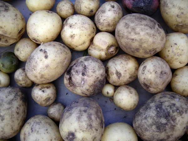Agricultores comercializan patatas —  Fotos de Stock