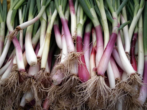 stock image Long Big Organic Green Onions