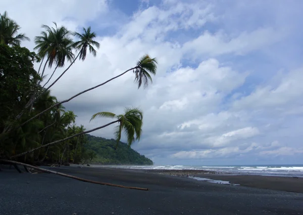 Kokospalmer vid stranden — Stockfoto